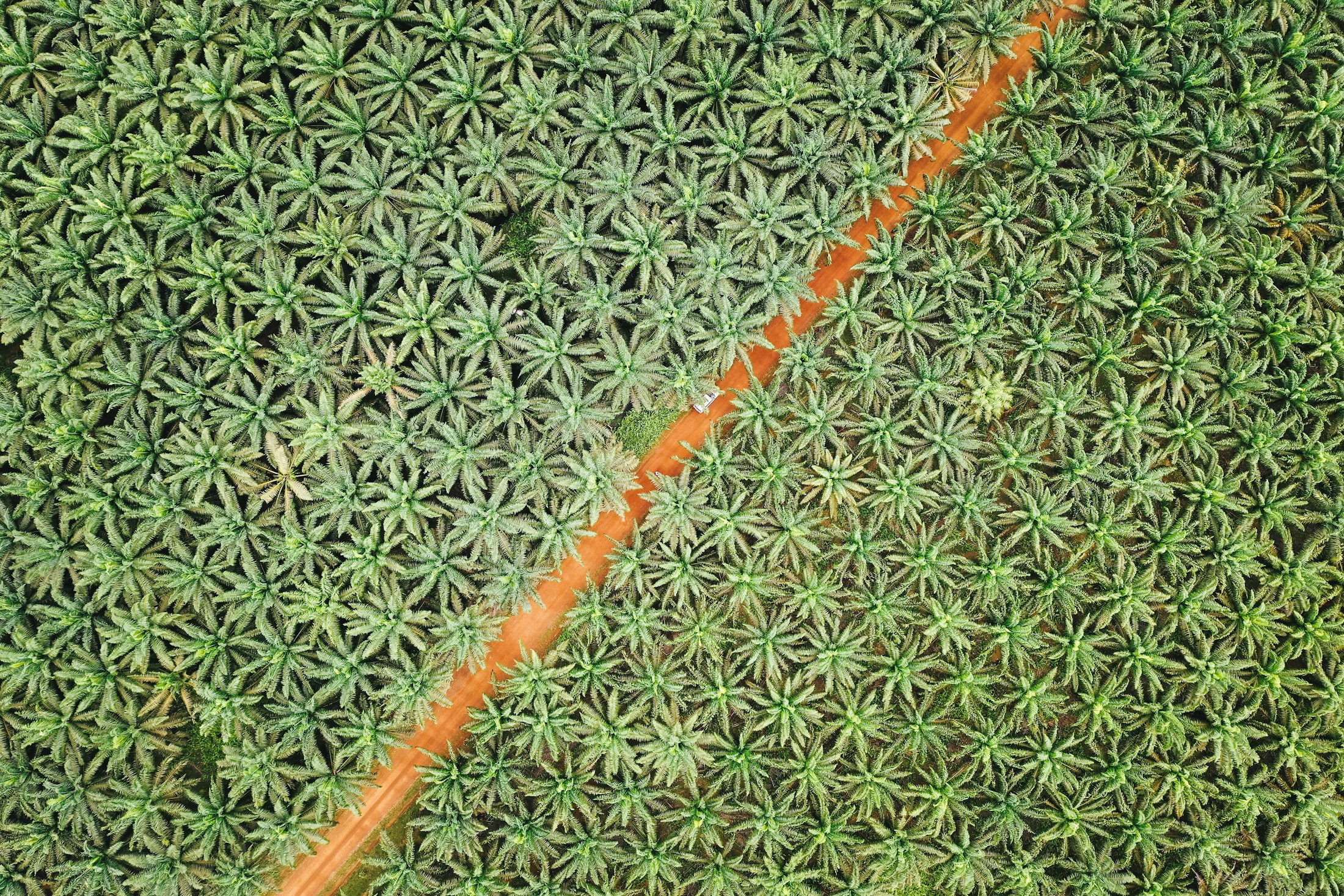 Aerial view of an oil palm plantation